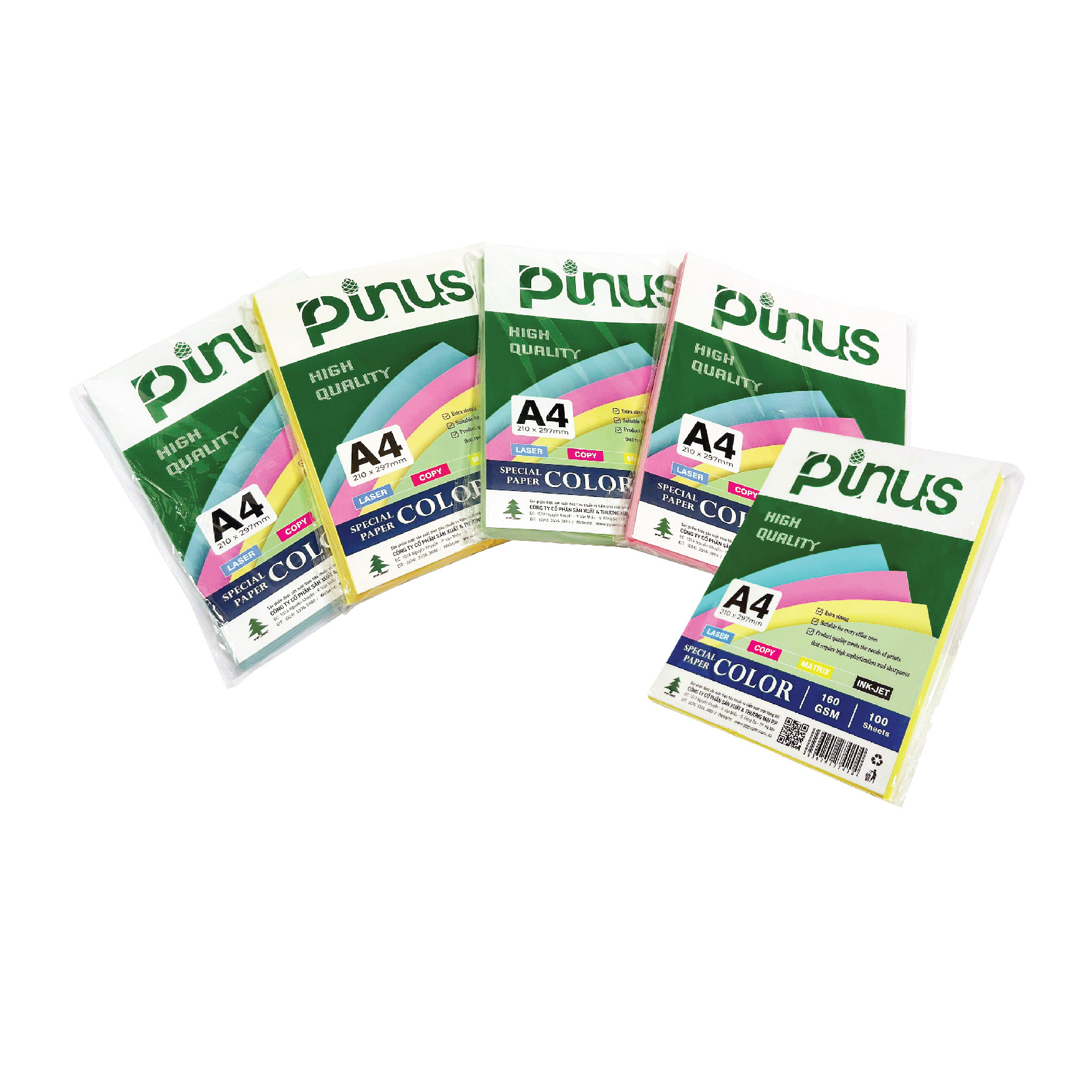 Pinus